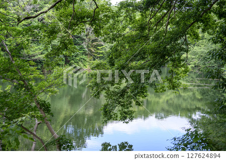 Lake Shinsei Dammed Lake June Material [Hadano City, Kanagawa Prefecture] 127624894