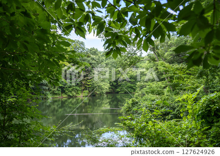 新西湖堰塞湖六月素材[神奈川縣秦野市] 127624926