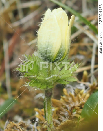 看起來像是覆蓋著絨毛的九重葛花蕾（20250612093702） 127624928