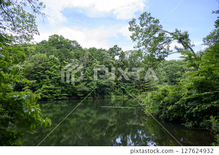Lake Shinsei Dammed Lake June Material [Hadano City, Kanagawa Prefecture] 127624932