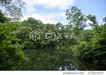 Lake Shinsei Dammed Lake June Material [Hadano City, Kanagawa Prefecture] 127624933