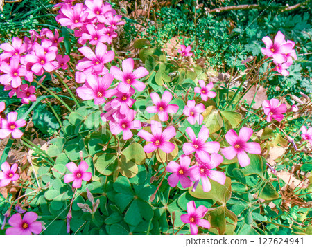 Imokatabami 127624941