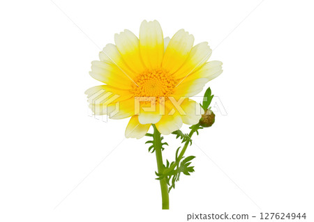 [Chrysanthemum] (depth synthesis) 127624944