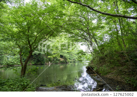 新西湖堰塞湖六月素材[神奈川縣秦野市] 127625002