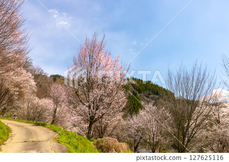 長野縣上水內郡小川村高布 - 二反田的櫻花,大山櫻花和江戶彼岸櫻花盛開在山坡上 長野縣上水內郡小川村高布 - 二反田的櫻花,大山櫻花和江戶彼岸櫻花盛開在山坡上 127625116