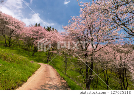 Takafu, Ogawa Village, Kamiminochi District, Nagano Prefecture - Cherry blossoms of Nitanda, with Oyamazakura and Edohigan cherry blossoms blooming all over the slopes 127625118