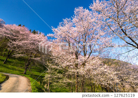 長野縣上水內郡小川村高布 - 二反田的櫻花，大山櫻花和江戶彼岸櫻花盛開在山坡上 127625119