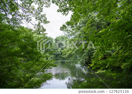 Lake Shinsei Dammed Lake June Material [Hadano City, Kanagawa Prefecture] 127625130