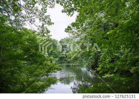Lake Shinsei Dammed Lake June Material [Hadano City, Kanagawa Prefecture] 127625131