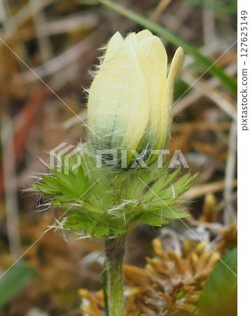 A bud of Tsukumogusa that looks as if it is covered with down (20250612093704) A bud of Tsukumogusa that looks as if it is covered with down (20250612093704) 127625149