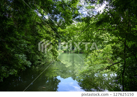 新西湖堰塞湖六月素材[神奈川縣秦野市] 127625150