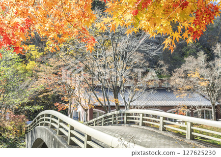 古橋與秋葉 札幌市瀧野鈴蘭之丘公園 古橋與秋葉 札幌市瀧野鈴蘭之丘公園 127625230