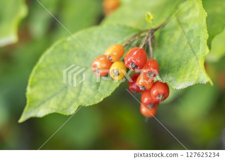 Watagekamatsuka Hiraoka Arboricultural Center Sapporo City Watagekamatsuka Hiraoka Arboricultural Center Sapporo City 127625234
