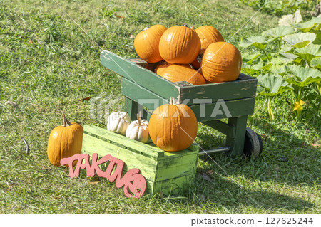 札幌野鈴蘭丘陵公園的南瓜 札幌野鈴蘭丘陵公園的南瓜 127625244