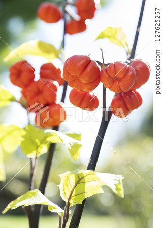 札幌市瀧野鈴蘭丘陵公園的茄子 札幌市瀧野鈴蘭丘陵公園的茄子 127625257