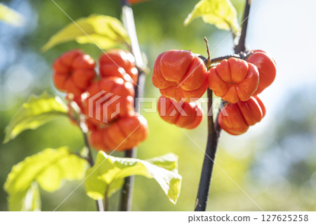 札幌市瀧野鈴蘭丘陵公園的茄子 札幌市瀧野鈴蘭丘陵公園的茄子 127625258