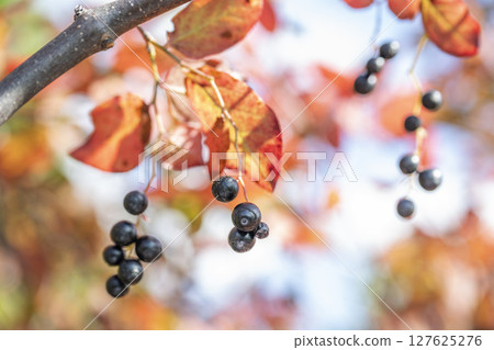 Summer haze Hiraoka Arboricultural Center Sapporo City Summer haze Hiraoka Arboricultural Center Sapporo City 127625276