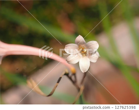 Flower single wheel 127625398