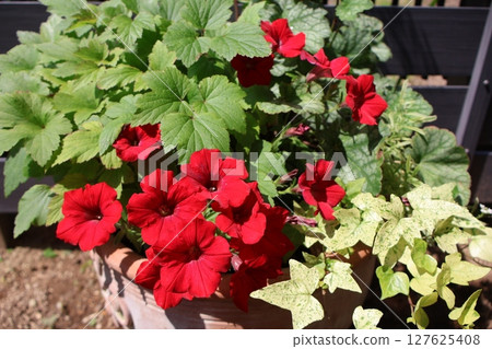 紅色矮牽牛和彩葉種植 127625408