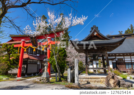 Takafu, Ogawamura, Kamiminochi-gun, Nagano Prefecture Takebu Hachimangu Shrine Otorii Gate, Busshozan Kongo-ji Temple Bell Hall, and cherry blossoms in full bloom along the approach Takafu, Ogawamura, Kamiminochi-gun, Nagano Prefecture Takebu Hachimangu Shrine Otorii Gate, Busshozan Kongo-ji Temple Bell Hall, and cherry blossoms in full bloom along the approach 127625414