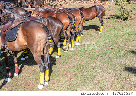 Polo Cross Horse Pony's Leg Tail Wrapping Colors 127625557