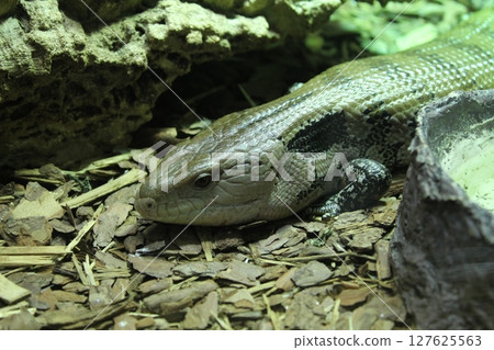 Merauke blue-tongued skink lying on splinters between rocks close-up 127625563
