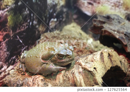 Incilius alvarius large frog toad sitting on rocks close-up Incilius alvarius large frog toad sitting on rocks close-up 127625564