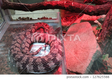 Nerodia rhombifer striped snake in a terrarium aquarium Nerodia rhombifer striped snake in a terrarium aquarium 127625566