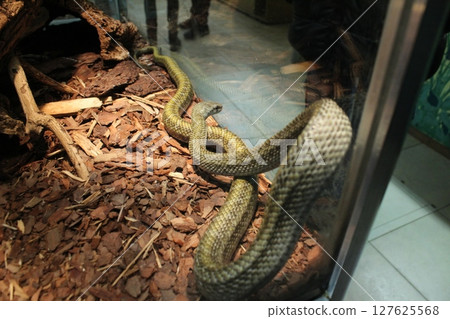 Elaphe climacophora spotted snake in a terrarium is nervous and actively crawls 127625568