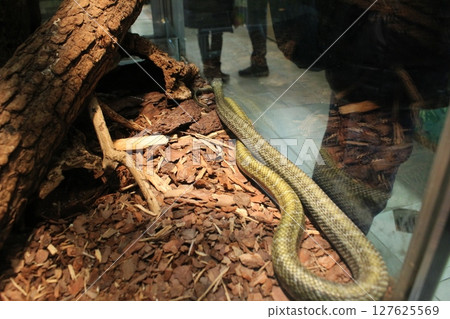 Elaphe climacophora crawls in the terrarium on splinters and stones. Keeping snakes Elaphe climacophora crawls in the terrarium on splinters and stones. Keeping snakes 127625569