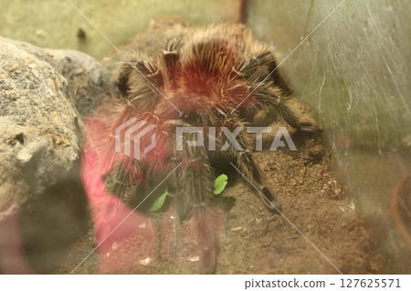A big shaggy spider behind the glass in the zoo. Poisonous spiders A big shaggy spider behind the glass in the zoo. Poisonous spiders 127625571