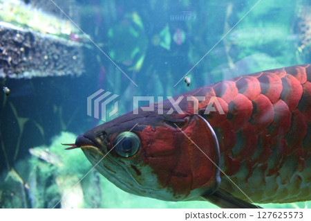 Scleropages formosus close-up side view. Large red fish in the aquarium 127625573