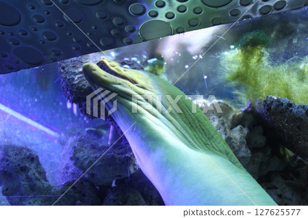 Yellow moray eel head close-up in zoo water Yellow moray eel head close-up in zoo water 127625577