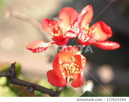 Blurred flowers Blurred flowers 127625594