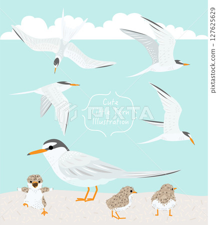 Cute little tern parent and child set material Cute little tern parent and child set material 127625629