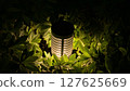 植物 植物學 植物的 127625669