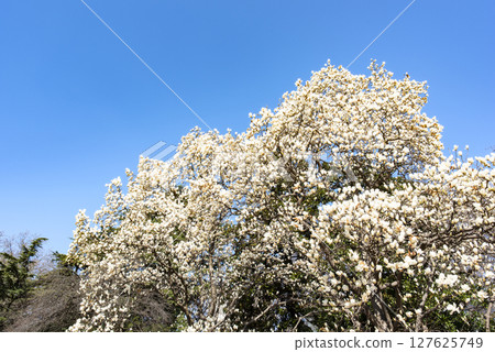 White magnolia in full bloom in a Tokyo park 127625749