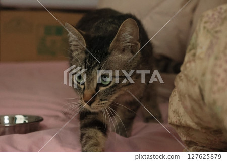 Kittens kittens Kittens kittens 127625879