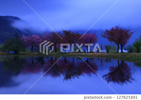 Cherry blossoms appearing on the surface of the water Cherry blossoms appearing on the surface of the water 127625891