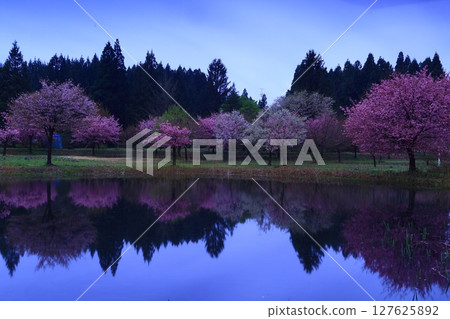 Cherry blossoms appearing on the surface of the water Cherry blossoms appearing on the surface of the water 127625892