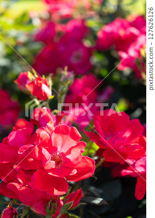 Red Rose Flower Knockout 127626126