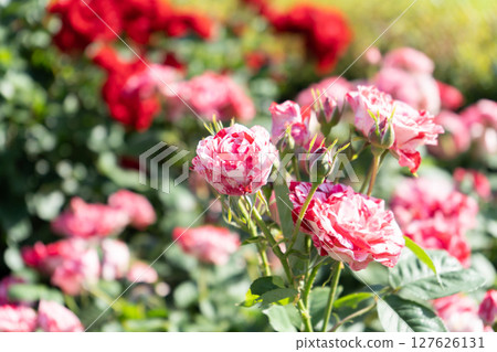 深粉紅玫瑰蔓藤花紋 深粉紅玫瑰蔓藤花紋 127626131