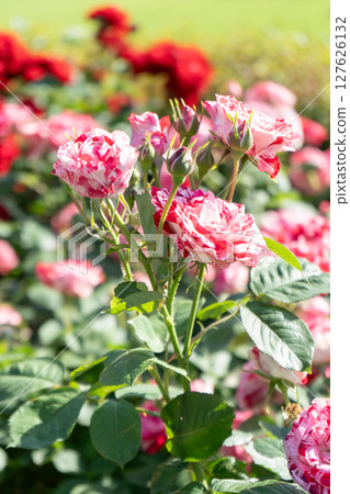 深粉紅玫瑰蔓藤花紋 127626132