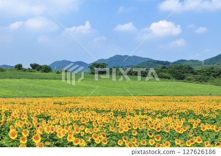 [Kagawa Prefecture] Sunflower fields at Nakayama Sunflower Complex in Mannou Town 127626186