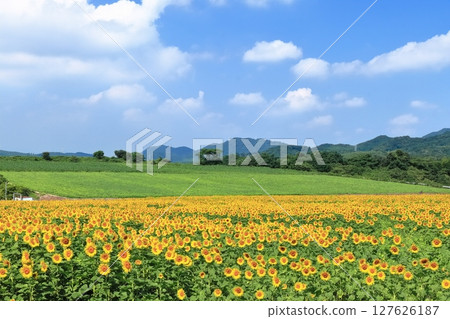 [Kagawa Prefecture] Sunflower fields at Nakayama Sunflower Complex in Mannou Town 127626187