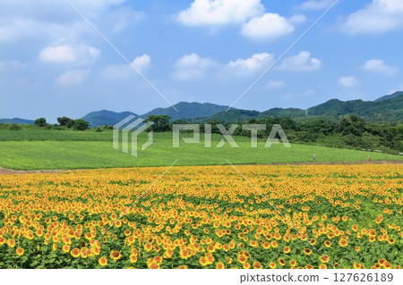 [香川縣] 滿濃町中山嚮日葵園區的向日葵田 127626189