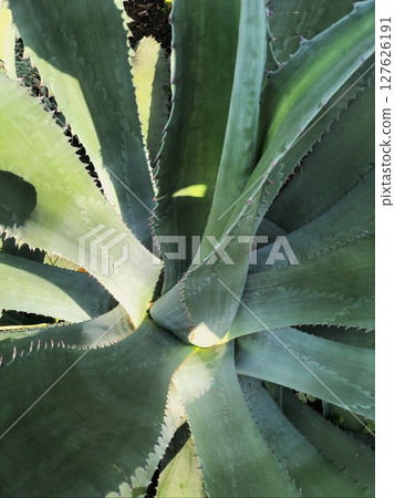 Agave Plant with Spiky Leaves. Vertical Photo. 127626191