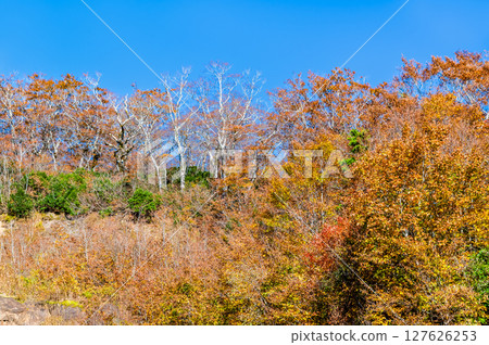 Autumn leaves as seen from Nishi-Azuma Sky Valley Autumn leaves as seen from Nishi-Azuma Sky Valley 127626253