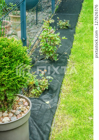 Rose bushes planted in weed control fabric along garden edge yard landscaping. High quality photo Rose bushes planted in weed control fabric along garden edge yard landscaping. High quality photo 127626376