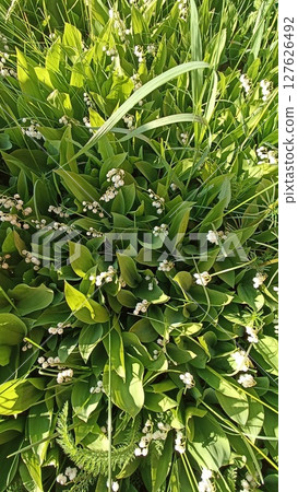 Lily of the Valley Blooms A Carpet of Delicate White Flowers in a Lush Green Meadow. Lily of the Valley Blooms A Carpet of Delicate White Flowers in a Lush Green Meadow. 127626492
